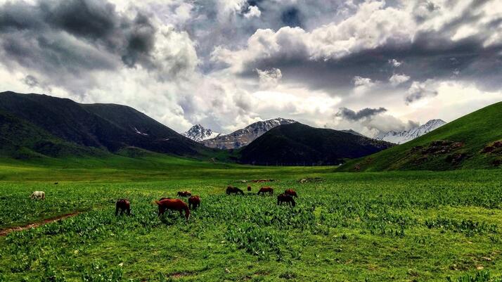 Улучшение деградированных пастбищ Кыргызстана